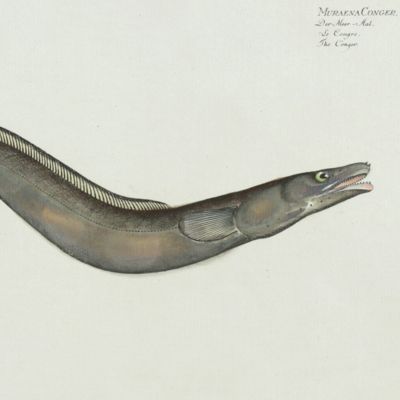 Allgemeine Naturgeschichte der Fische - Naturgeschichte der ausländischen Fische. Plate CLV, <em>Muraena Conger</em>. Der Meer Aal. Le Congre. The Conger.