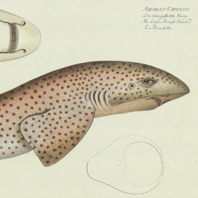 Allgemeine Naturgeschichte der Fische - Naturgeschichte der ausländischen Fische. Plate CXIV, <em>Squalus catulus</em>/Der kleingefleckte Haay/The Lesser Rough Hound/La Roussette.