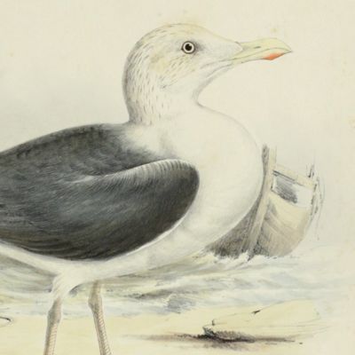 Bird plate. Greater black backed gull (Adult in perfect winter plumage), <em>Larus marinus</em> Linn.