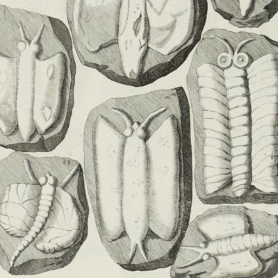 image for Lithographiae Wirceburgensis, ducentis lapidum figuratorum, a potiori insectiformium, prodigiosis imaginibus exornatae specimen primum, quod in dissertatione inaugurali physico-historica, cum annexis corollaris medicis, authoritate et consensu inclytae facultatis medicae, in alma Eoo-Francica Wirceburgensium Universitate...