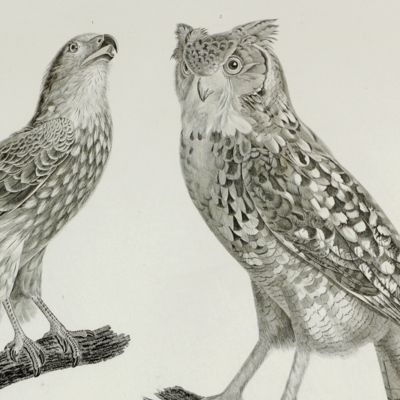 image for Description de l'Egypte. Histoire naturelle. Oiseaux. [Atlas].
