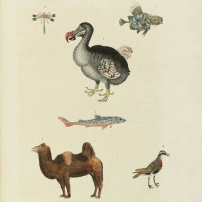 A new dictionary of natural history; or compleat universal display of animated nature. With accurate representations of the most curious and beautiful animals, elegantly coloured.
