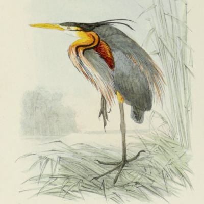 De vogels van Nederland beschreven en afgebeeld.