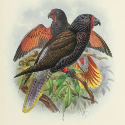 image for A monograph of the lories, or brush-tongued parrots, composing the family Loriidae.