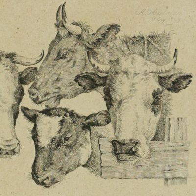Twenty etchings of cattle.