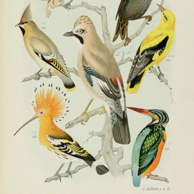 image for De vogelwereld. Handboek voor liefhebbers van kamer- en parkvogels. Met driehonderd afbeeldingen in chromolithographie.