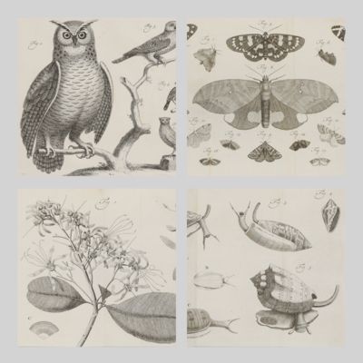 image for Natuurlyke historie of uitvoerige beschrijving der dieren, planten en mineraalen, volgens het samenstel van den Heer Linnaeus. Met naauwkeurige afbeeldingen.