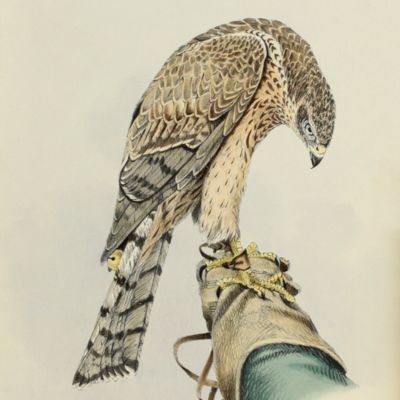 image for Falconry in the British Isles.