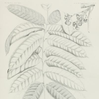 image for Annals of the Royal Botanical Garden, Calcutta Vol. IX. Part I. A second century of new and rare Indian plants.