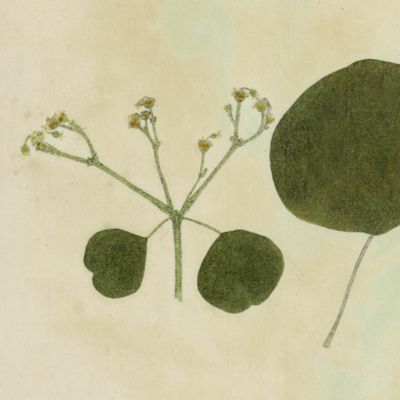 Botanica on originali seu herbarium. Plate 29 (written in pencil). <em>Euphorbia.</em>