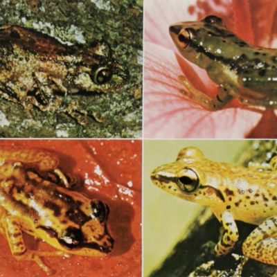 Biosystematics of the Malagasy frogs. I. Mantellinae (Ranidae).