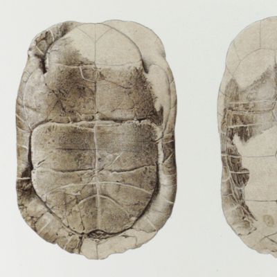 Schildkrötenreste im Maizer Tertiärbecken und benachbarten, ungefähr gleichalterigen Ablagerungen. Mit XXXXIV Tafeln.