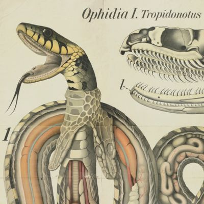 image for Ophidia. <em> Tropidonotus natrix</em>. [Grass snake]. Tab. 18.