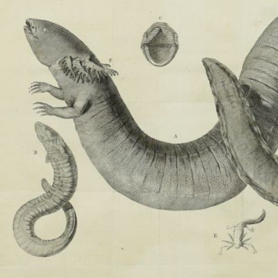image for An account of an amphibious bipes. [AND] A supplement to the account of an amphibious bipes; by John Ellis, Esq; (art. XXII) being the anatomical description of said animal, by Mr. John Hunter, F.R.S.