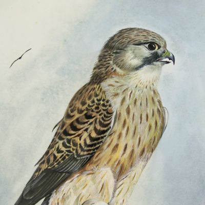 image for Sparrowhawk. [Original watercolour].