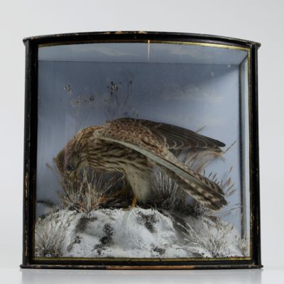 [Taxidermy] Kestrel and prey in winter.