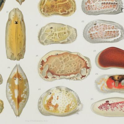 Fauna und Flora des Golfes von Neapel und der angrenzenden Meeres-Abschnitte herausgegeben von der zoologischen Station zu Neapel. 21. Monographie: Ostracoden.