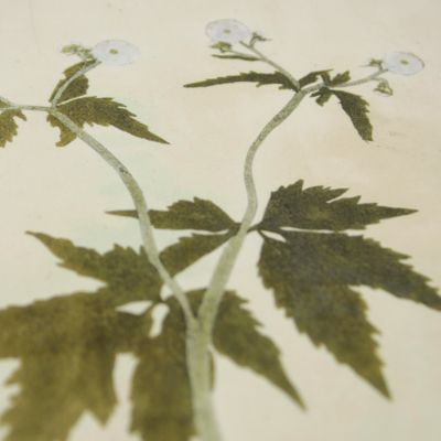 image for Botanica in originali seu herbarium. Plate not numbered. <em>Ranunculus.</em>