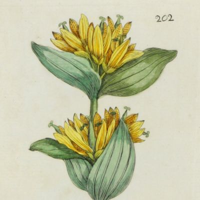 Botanica Pharmaceutica exhibens plantas officinalis quarum nomina indispensatoris recentur, cum Iconibus… Plate 202. <em>Gentiana lutea.</em>