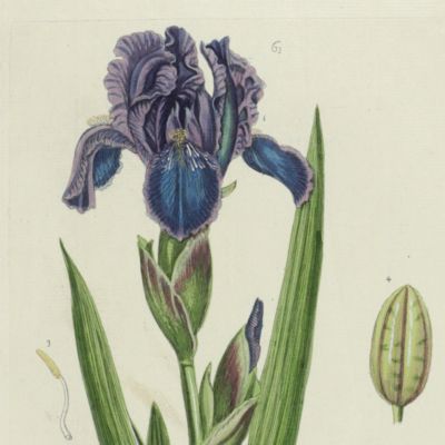 Botanica Pharmaceutica exhibens plantas officinalis quarum nomina indispensatoris recentur, cum Iconibus… Plate 61. <em>Iris germanica.</em>