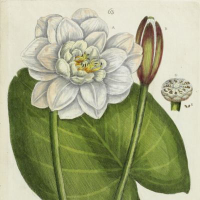 Botanica Pharmaceutica exhibens plantas officinalis quarum nomina indispensatoris recentur, cum Iconibus… Plate 63. <em>Nymphea alba.</em>