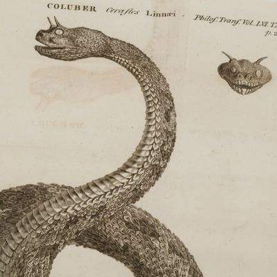 image for A letter from John Ellis, Esq; F. R. S. to the President, on the <em>Coluber cerastes</em>, or horned viper of Egypt.
