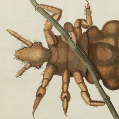 image for Giant louse [from the Encyclopédie ou Dictionnaire des Sciences, plate 84].