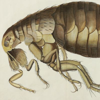 Giant flea [from the Encyclopédie ou Dictionnaire des sciences, plate 85].