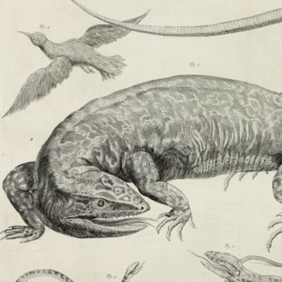 Giant lizard, snake, small lizard and bird [Plate 99 of Seba's <em>Locupletissimi rerum naturalium thesauri accurata descriptio</em>].