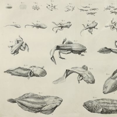 image for Frogs and fish, development from egg to adult [Plate 78 of Seba's <em>Locupletissimi rerum naturalium thesauri accurata descriptio</em>].