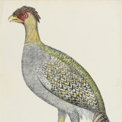 image for Blackheaded pheasant. Female [From: <em>Illustrations of Indian Zoology. Chiefly selected from the collection of Major-General Hardwicke. F.R.S.</em>].
