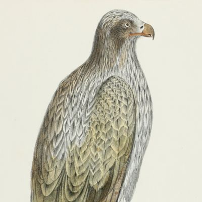 Lined fishing eagle [From: <em> Illustrations of Indian Zoology. Chiefly selected from the collection of Major-General Hardwicke F. R. S.</em>].
