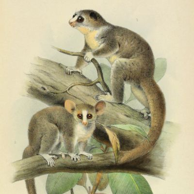 Novitates Zoologicae. Volumes I-II.