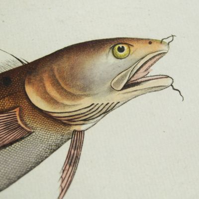 Allgemeine Naturgeschichte der Fische - Naturgeschichte der ausländischen Fische. Plate CLXV, <em>Gadus Tricirratus</em>/Die Meerquappe/La Hustele/The Sea-Loche.