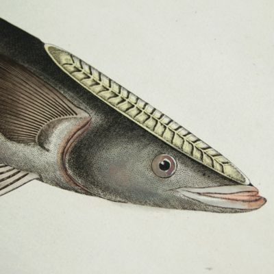 image for Allgemeine Naturgeschichte der Fische - Naturgeschichte der ausländischen Fische. Plate CLXXII, Echeneis Remora/Der Ansauger/la Remore/The Sucking Fish.