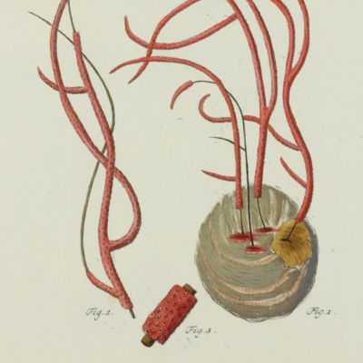 Gorgonian. [Plate IX From: <em>Die Pflanzenthiere in Abbildungen nach der Natur mit Farben erleuchtet nebst Beschreibungen</em>].