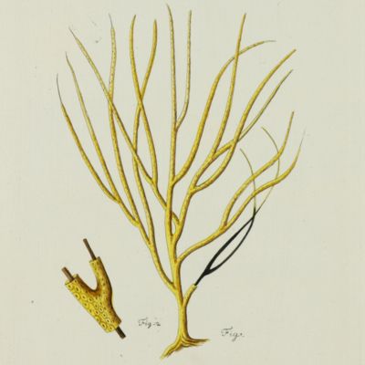 Gorgonian. [Plate XI From: <em>Die Pflanzenthiere in Abbildungen nach der Natur mit Farben erleuchtet nebst Beschreibungen</em>].