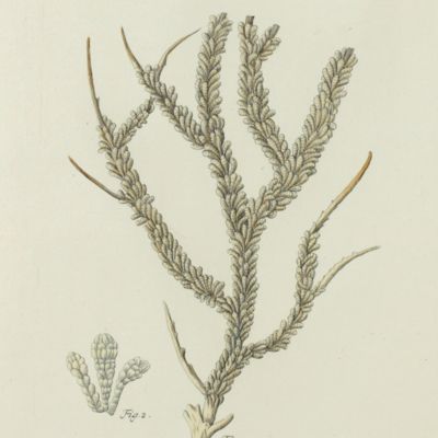 Gorgonian. [Plate XVIII From: <em>Die Pflanzenthiere in Abbildungen nach der Natur mit Farben erleuchtet nebst Beschreibungen</em>].