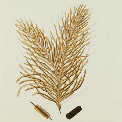 Gorgonian. [Plate XXXI From: <em>Die Pflanzenthiere in Abbildungen nach der Natur mit Farben erleuchtet nebst Beschreibungen</em>].