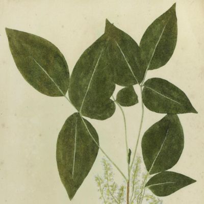 image for Botanica in originali seu herbarium. Plate 39 (written in pencil). <em>Rhus.</em>