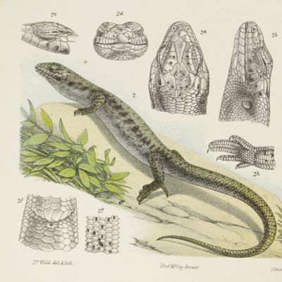 Natural history of Victoria. Prodromus of the zoology of Victoria; figures and descriptions of the living species of all classes of the Victorian indigenous animals. Decade XX. [Complete Decade].