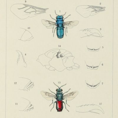 image for Révision des chrysidides de l'Égypte.