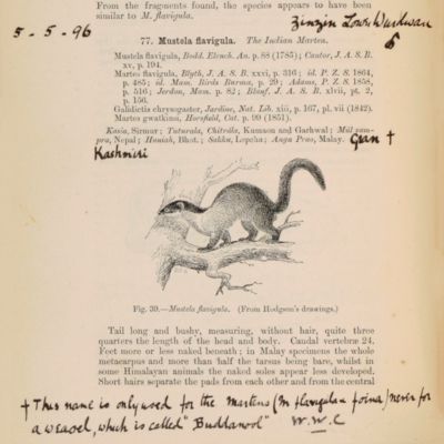 The Fauna of British India, including Ceylon and Burma. Mammalia. [Annotated copy].