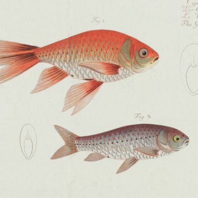Allgemeine Naturgeschichte der Fische - Naturgeschichte der ausländischen Fische. Plate XCIV, <em>Cyprinus Auratus</em> variet/Der Goldkarpfen/Le Kin-yu/The Gold Fish.