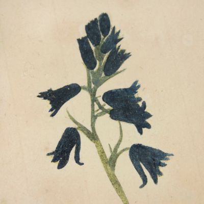 Botanica in originali seu herbarium. Plate 20 (written in pencil). <em>Hyacinthus.</em>