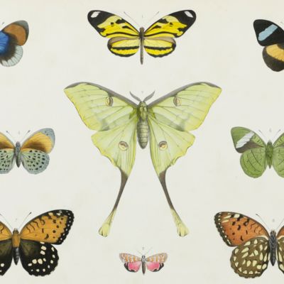 Musée des Lépidoptères. Collection de papillons de toutes les parties du monde.