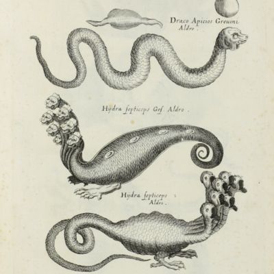 Historiae naturalis de Insectis libri III. De serpentibus et draconibus, libri II cum aeneis figuris.