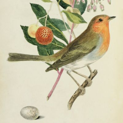 The song birds of Great Britain; containing delineations of thirty-three birds, of the natural size, (incl. the genus <em>Sylvia</em> of Latham,) coloured principally from living specimens, with some account of their habits, and occasional direction for their treatment in confinement.