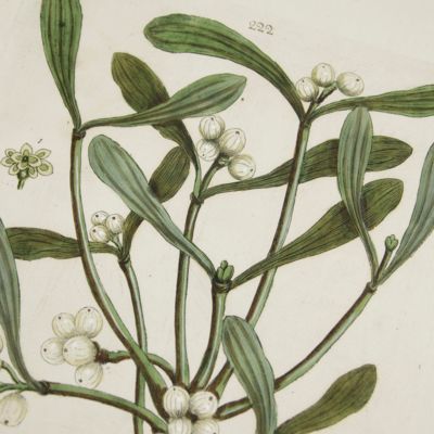 image for Botanica Pharmaceutica exhibens plantas officinalis quarum nomina indispensatoris recentur, cum Iconibus… Plate 222. <em> Viscum album.</em> [Mistletoe].<em></em>