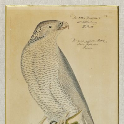 Vorstellung der Vögel Deutschlandes. Der grosse gepfeilte Falck. <em>Falco sagittatus</em>. Faucon. [plate 82]